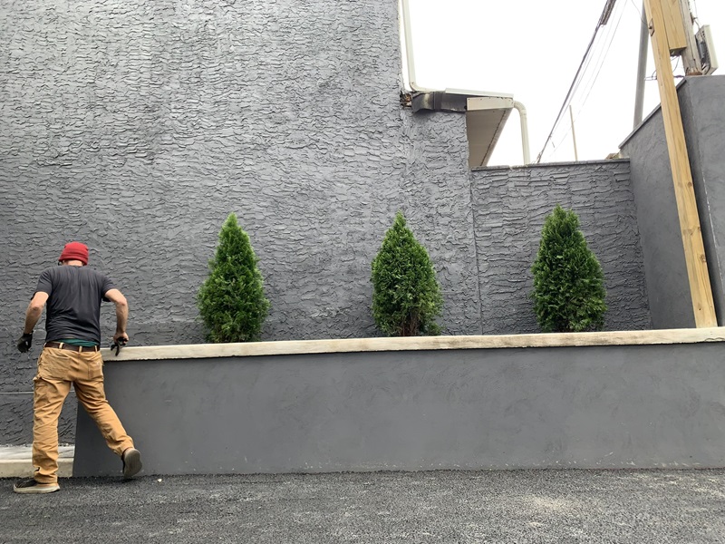 The versatile arborvitae at an East Kensington luxury apartment building.