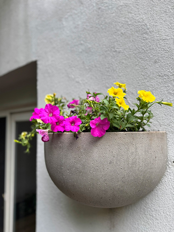 Bright and calm petunias in Washington Square.