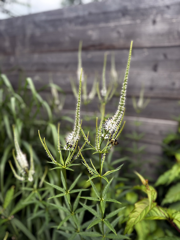 In this Brewerytown backyard, native plant Culver's Root is a beacon for pollinators.