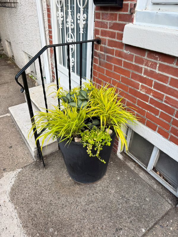 Fishtown container plants - Lenten Rose and Japanese Forest Grass. Unusual, daring, and bold.