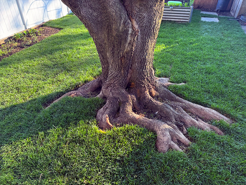 The art of sod install around a tree trunk - it will grow, if you water it.